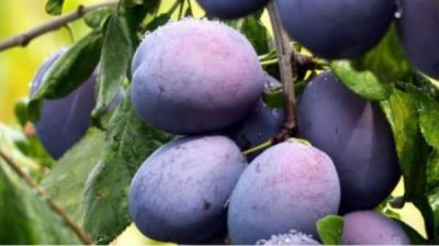 Начинается Болгарский фестиваль сливы