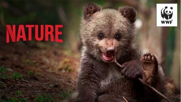 WWF Болгария направил внимание на охрану медведей