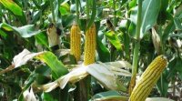 Неблагоприятные метеоусловия негативно отразились на урожае кукурузы и подсолнечника