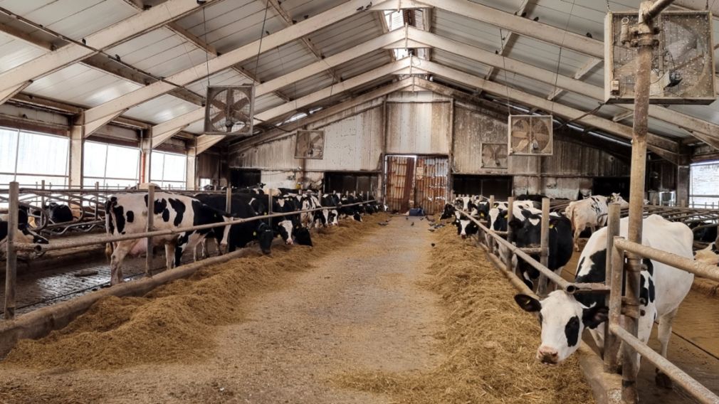 Рыночные искажения приводят к закрытию молочных ферм