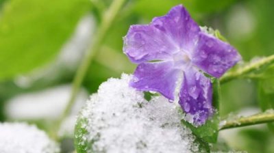 Останется холодно, дождливо и ветрено, местами снег