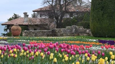 Парад тюльпанов в Университетском ботаническом саду в Балчике