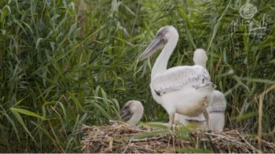 В заповеднике &bdquo;Сребырна&ldquo; вылупились первые в этом году пеликаны