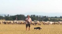Животные и духовая музыка – любовь фермера Крума Младенова