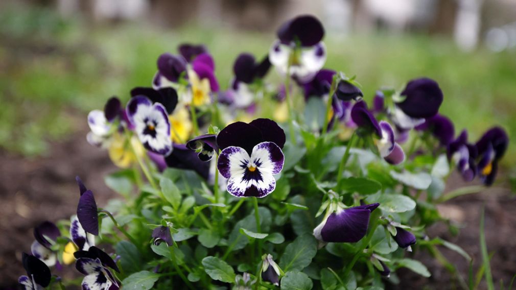 Ожидается короткое потепление