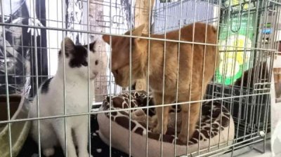 Бездомные собаки и кошки ищут "усыновителей" на выставке в Русе