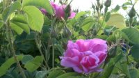 Ассоциация производителей роз настаивает на введении моратория на новые плантации