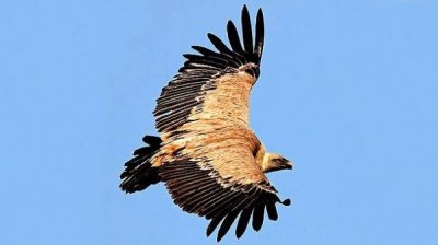 Балканы &ndash; важное звено в охране популяции белоголового сипа в мире