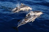 Много ли дельфинов в Черном море?