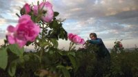 Болгарские эфирно-масличные культуры – от органического к биодинамическому земледелию