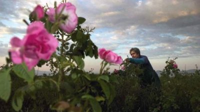 Болгарские эфирно-масличные культуры &ndash; от органического к биодинамическому земледелию