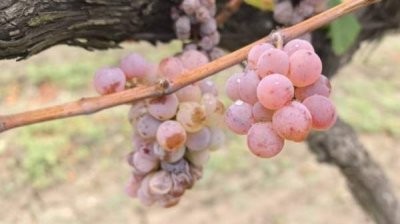 Более слабый урожай винограда, но быстро растущий интерес к сектору виноделия в Болгарии