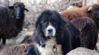 Каракачанская собака не возвращается после боя с поджатым хвостом