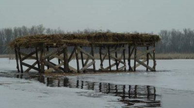 Кампания WWF по &ldquo;усыновлению&rdquo; редких видов животных