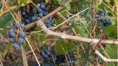 Вырастить виноградник, приготовить вино&hellip; традиция жива во многих районах Болгарии