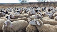 В с. Шейново уничтожают более 1000 овец из-за вспышки оспы