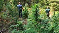 Выявлено вдвое больше лабораторий и участков для выращивания наркотиков