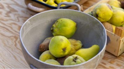 Сок из хеномелиса, аронии и айвы - почему в Болгарии нелегко быть производителем биопродуктов