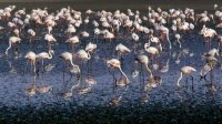 Розовые фламинго оккупировали водохранилище "Студен-Кладенец"
