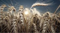 Из-за затяжных дождей болгарские фермеры опасаются за урожай зерновых