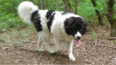 В селе Триград проходит Национальный фестиваль каракачанских собак