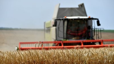 Болгарские производители обеспокоены рекордно высоким урожаем пшеницы