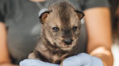 Греция возьмет на себя заботу о малышах-шакалах, спасенных болгарскими ветеринарами