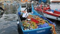Отличный улов пеламиды на юге Черноморского побережья Болгарии