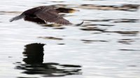 Болгария в 46-й раз проведет учет зимующих водоплавающих птиц