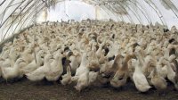 Зарегистрирован 15-й очаг гриппа птиц в стране