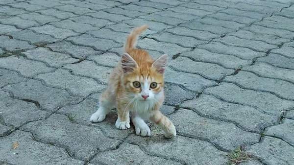 Let’s Adopt! Bulgariа: Широко разрекламированная зоополиция не существует