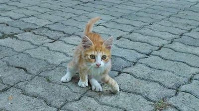Let&rsquo;s Adopt! Bulgariа: Широко разрекламированная зоополиция не существует