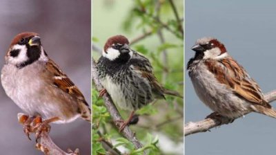 Городские птицы &ndash; лучший показатель состояния окружающей среды