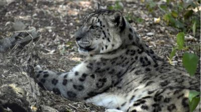 Софийский зоопарк участвует в программе по сохранению снежного барса