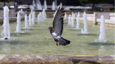 Ожидается незначительное понижение температуры