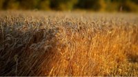 Несмотря на ожидаемый хороший урожай, производители зерна останутся в убытке