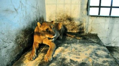 Зоопарки Болгарии – на грани выживания