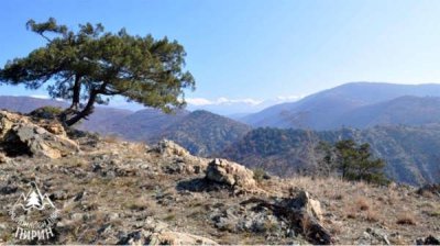 В Болгарии находится крупнейшее в Европе природное месторождение можжевельника высокого &ndash; "Тисата"