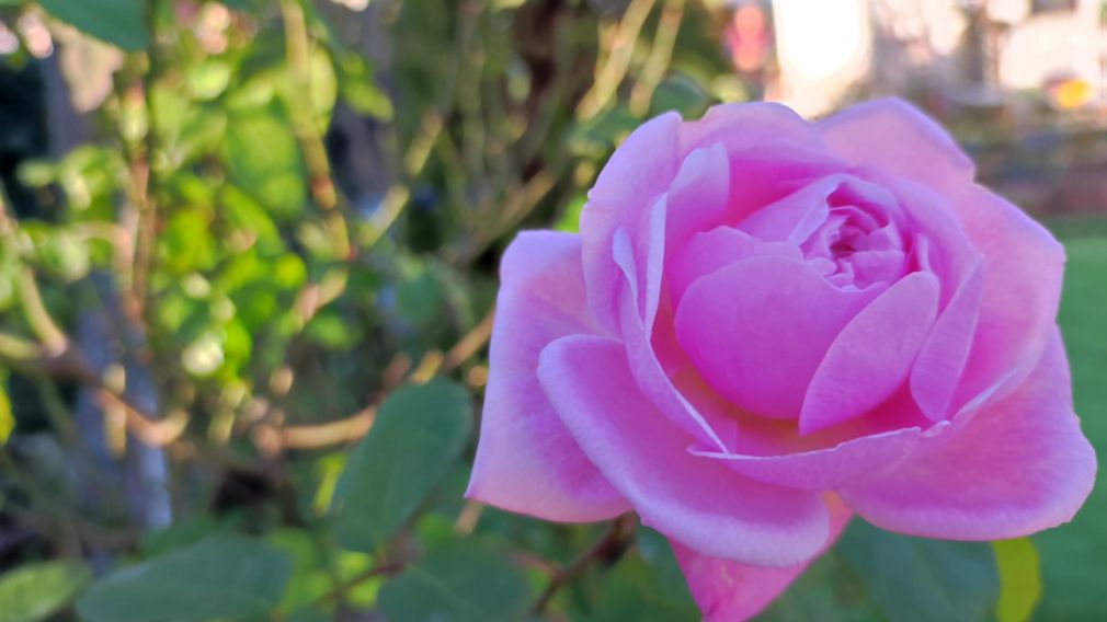 Болгария сохраняет позиции на международных рынках розового масла