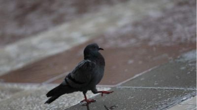 Холодное и пасмурное воскресенье, местами с интенсивными осадками