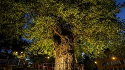 450-летняя шелковица представлена в конкурсе &laquo;Европейское дерево года&raquo;