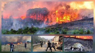 Полвека потребуется на восстановление сгоревших лесов в Пирине