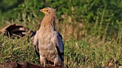 Отравили самку стервятника около г.Крумовграда