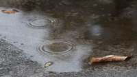 В конце рабочей недели снова дожди, в субботу и воскресенье без осадков