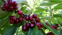 Из-за нехватки рабочих рук в районе Кюстендила приглашают на &quot;черешневый&quot; туризм