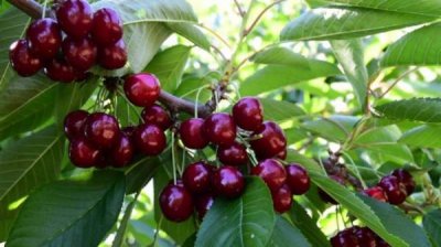 Из-за нехватки рабочих рук в районе Кюстендила приглашают на "черешневый" туризм