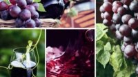 Будут популяризировать качественное болгарское вино по национальной программе