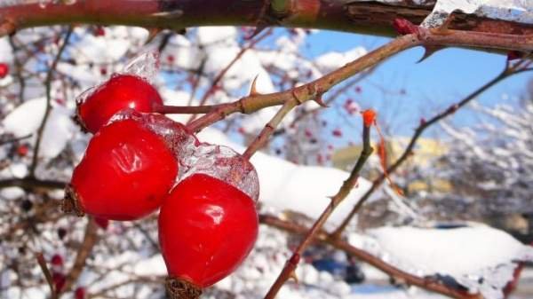 Прогноз погоды на 12 февраля