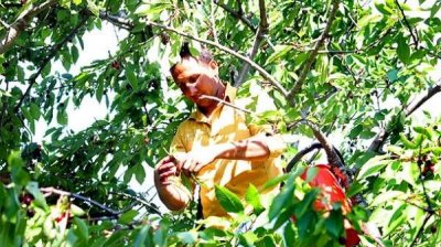 Обильные дожди помешали качественному урожаю ранних фруктов и овощей