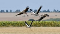 Жаркая погода и в воскресенье, на местах кратковременные дожди